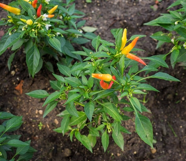 How To Safely Eat Decorative Peppers: