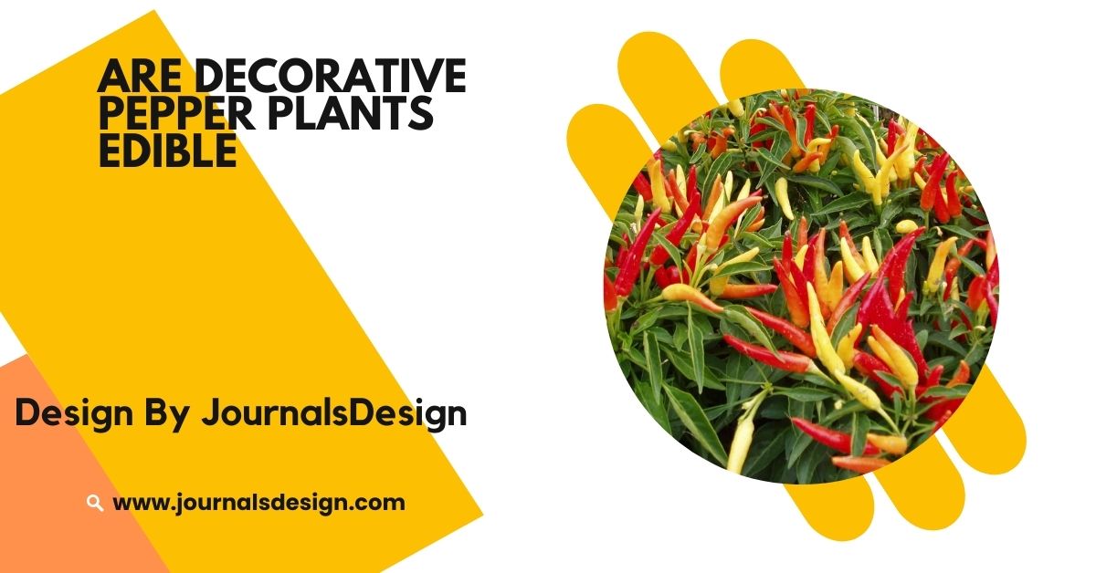 are decorative pepper plants edible