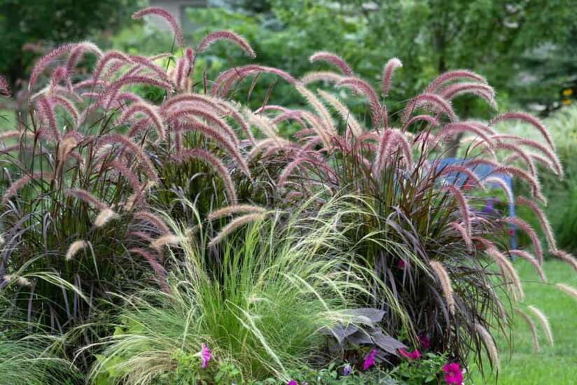 What Are Decorative Grasses?