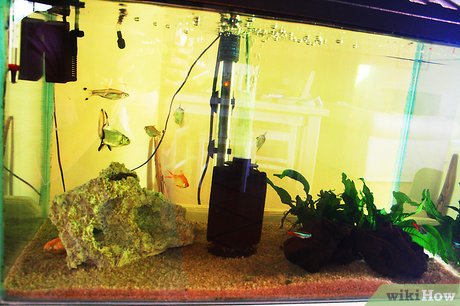 Why Do You Need to Clean Aquarium Decorations?