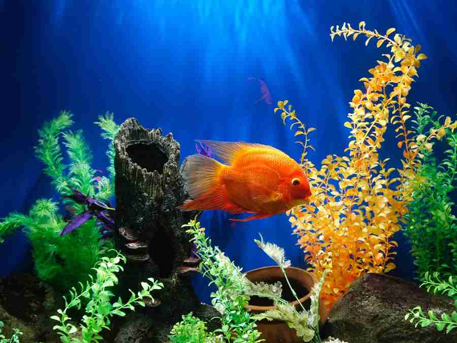 Why Decorate Your Aquarium?