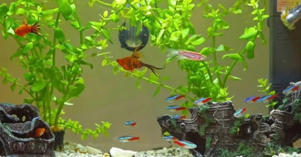 Why Fish Tank Decorations Matter: