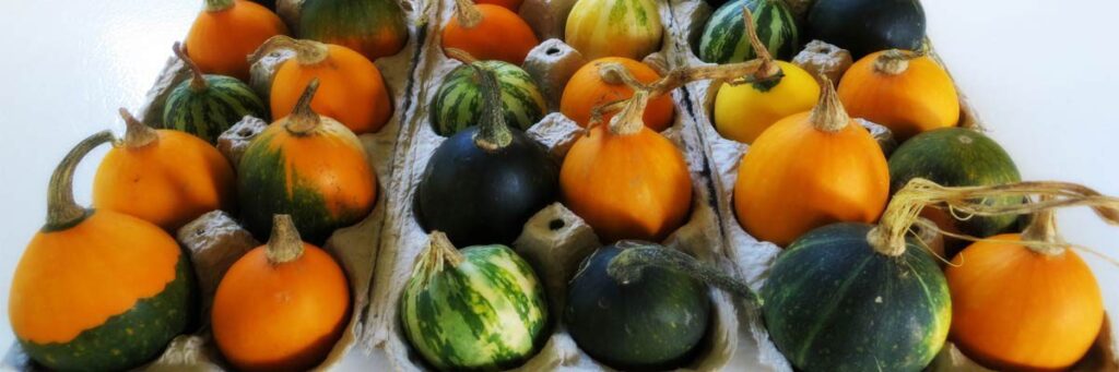 How to Dry Squash for Decoration: